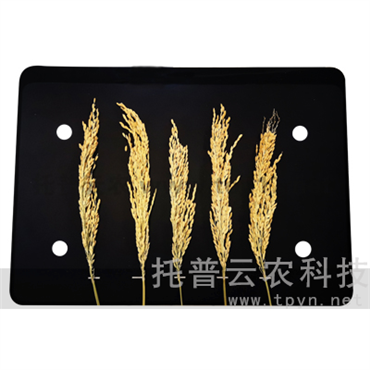 稻穗形態(tài)測(cè)量?jī)x